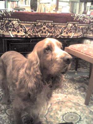 OFER PENTRU MONTA COCKER SPANIEL ENGLEZ AURIU,  LORD,  FOARTE FRUMOS