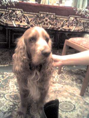 OFER PENTRU MONTA COCKER SPANIEL ENGLEZ AURIU,  LORD,  FOARTE FRUMOS