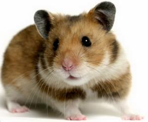 vand hamsteri sirieni