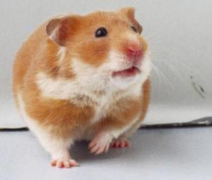 vand hamsteri sirieni