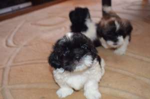 Vand pui Shih-tzu
