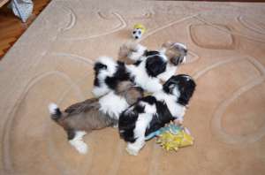 Vand pui Shih-tzu