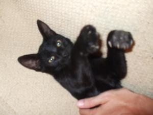 Spre adoptie