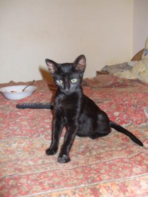 Spre adoptie