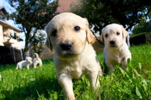 Vand catelusi Golden Retriever