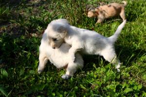 Vand catelusi Golden Retriever