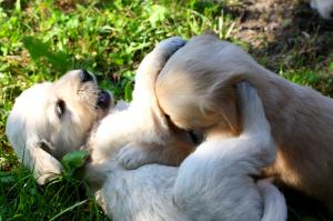 Vand catelusi Golden Retriever