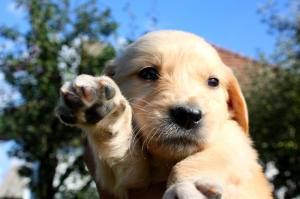 Vand catelusi Golden Retriever