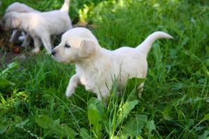 Vand catelusi Golden Retriever