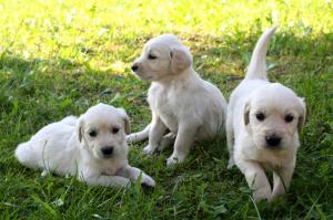 Vand catelusi Golden Retriever