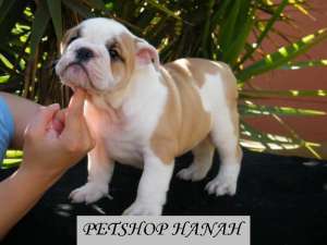 Bulldog englez de vanzare