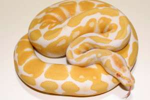 Calitate mingea python şerpi