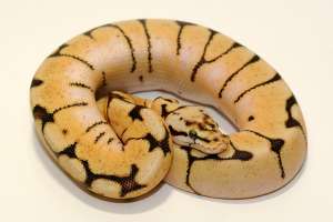 Calitate mingea python şerpi
