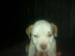 Vand Pui Amstaff