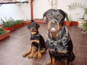 rottweiler