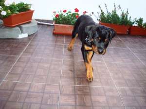 rottweiler