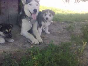 VAND PUI HUSKY SIBERIAN 6 SAPTAMANI