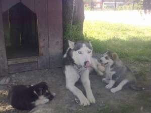 VAND PUI HUSKY SIBERIAN 6 SAPTAMANI