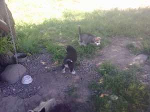 VAND PUI HUSKY SIBERIAN 6 SAPTAMANI