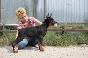 vand pui dobermann