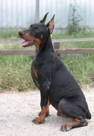 vand pui dobermann