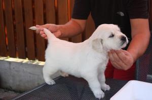 VAND GOLDEN RETRIEVER