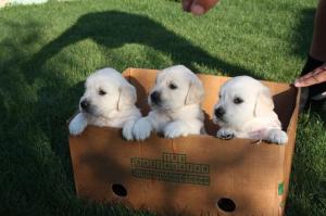VAND GOLDEN RETRIEVER