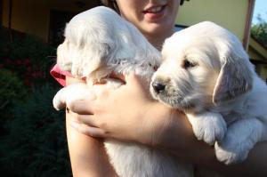 VAND GOLDEN RETRIEVER