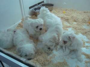 vand bichon maltese, superbi, 8 saptamani, femele si masculi, carnete de sanatate, vaccinari si depa