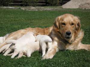 VAND PUI GOLDEN RETRIVER DEOSEBITI