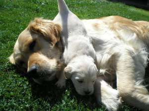 VAND PUI GOLDEN RETRIVER DEOSEBITI