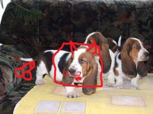 Basset Hound - catei de rasa pura