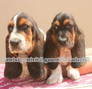 Basset Hound - catei de rasa pura