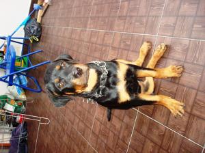 rottweiler pui