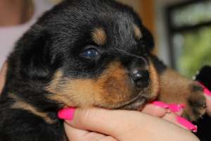 vinzari rottweileri