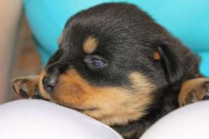 vinzari rottweileri
