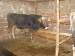 SUPER OCAZIE! VAND 5 TAURI INTRE 350-380KG FIECARE LA IREZISTIBILUL PRET DE 2500 EURO TOTI SAU 2000 