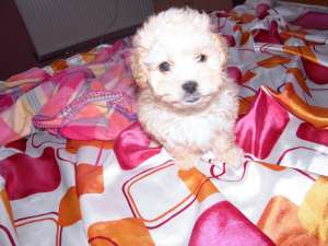 bichon