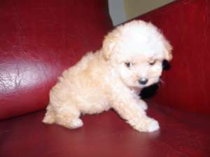 bichon