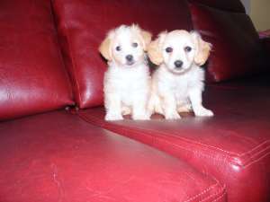 bichon