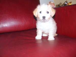 bichon