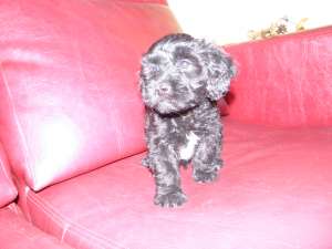 bichon