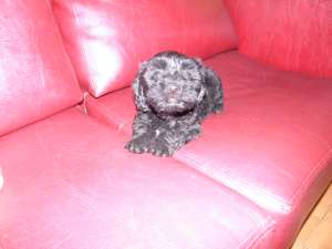 bichon