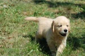 vand pui de golden retriever