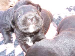 Donez 2 femele metis Labrador Retriever