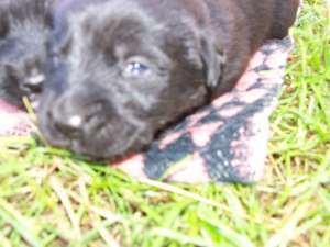 Donez 2 femele metis Labrador Retriever