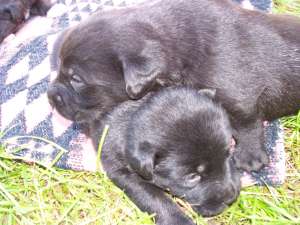 Donez 2 femele metis Labrador Retriever