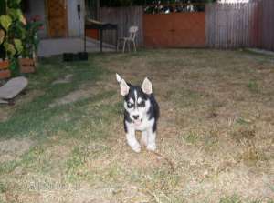 Vand Urgent pui de husky