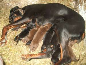vand catei dobermann