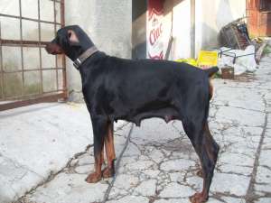 vand catei dobermann